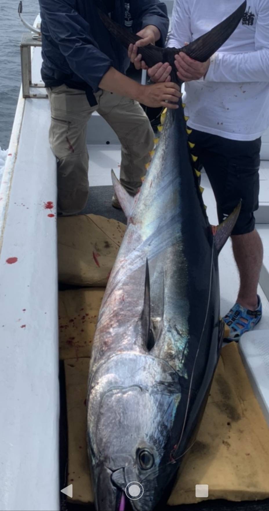 大間釣り船 青龍丸 マグロ遊漁船情報まぐろっぷ